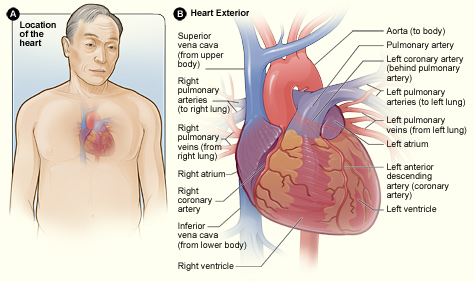 Figure A shows the location of the heart in the body. Figure B shows the front surface of the heart, including the coronary arteries and major blood vessels.