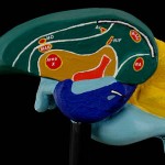 How the Brain Works Basal Ganglia