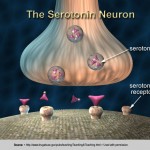 Neurotransmitter Synapse