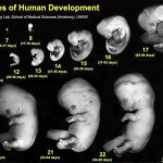 Why Study Embryology?