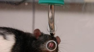 Researchers recorded gamma waves in the brains of rats navigating through a simple environment to understand how current and past locations are represented in the brain