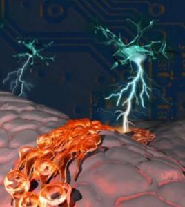 In this artist’s representation of the adult subependymal neurogenic niche (viewed from underneath the ependyma), electrical signals generated by the ChAT+ neuron give rise to newborn migrating neuroblasts, seen moving over the underside of ependymal cells. Credit  O’Reilly Science Art.