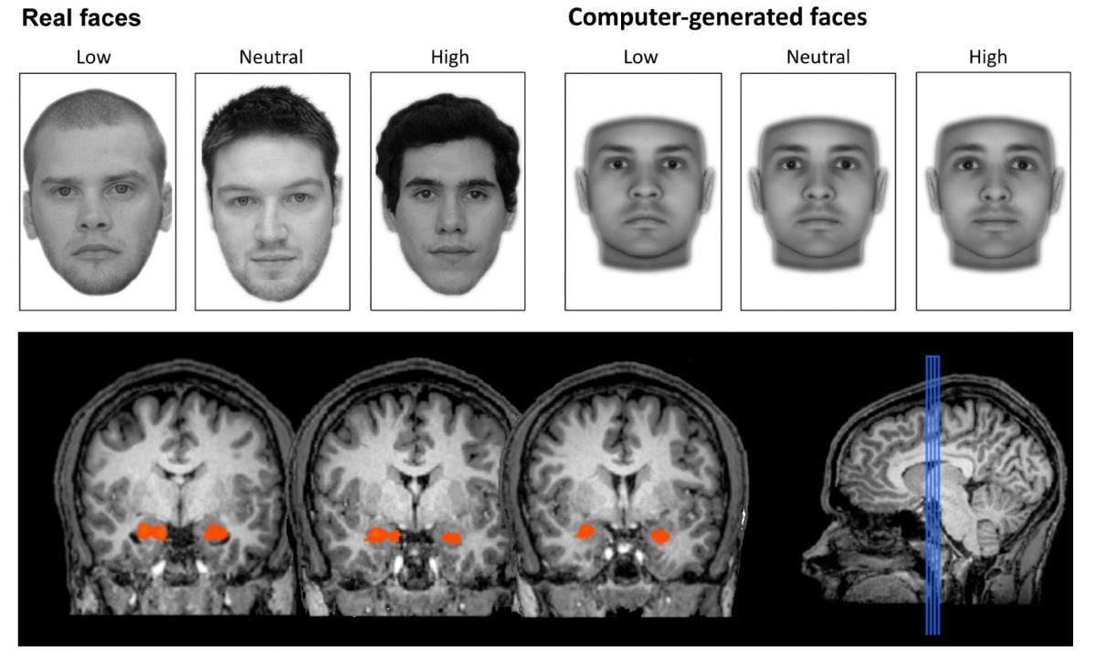 Our brains are able to judge the trustworthiness of a face even when we cannot consciously see it, a team of scientists has found. The researchers quickly showed the study's subjects images of real faces as well as artificially generated faces whose trustworthiness cues could be manipulated (as shown above) while examining the subjects' neurological responses. Credit: Journal of Neuroscience