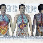 The Effects Of Obesity You Can't Always See: 5 Major Organs Damaged By Excess Body Fat