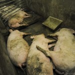 This Is Why You Should Never Eat Pork Read