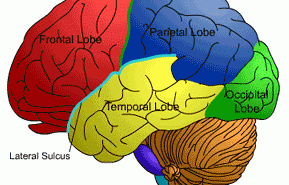 Brain diagram. Credit: dwp.gov.uk