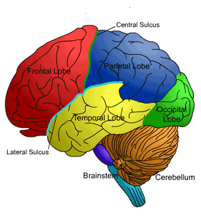 Brain diagram. Credit: dwp.gov.uk