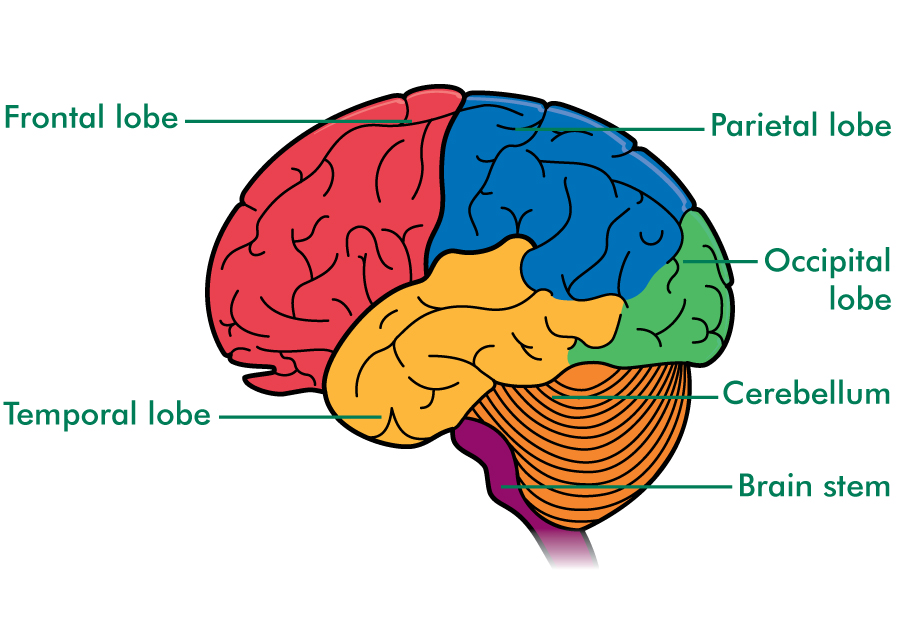 Understanding the brain. Эпилепсия мозг. Головной мозг эпилептика. Frontal Lobe. Parts of the Brain.