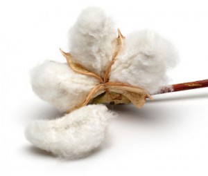 cottonseedoil