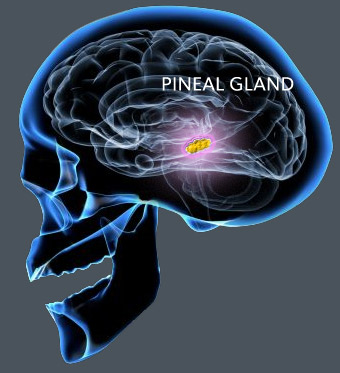 pineal2