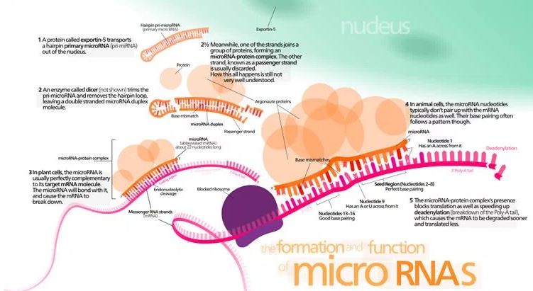 mikroRNA